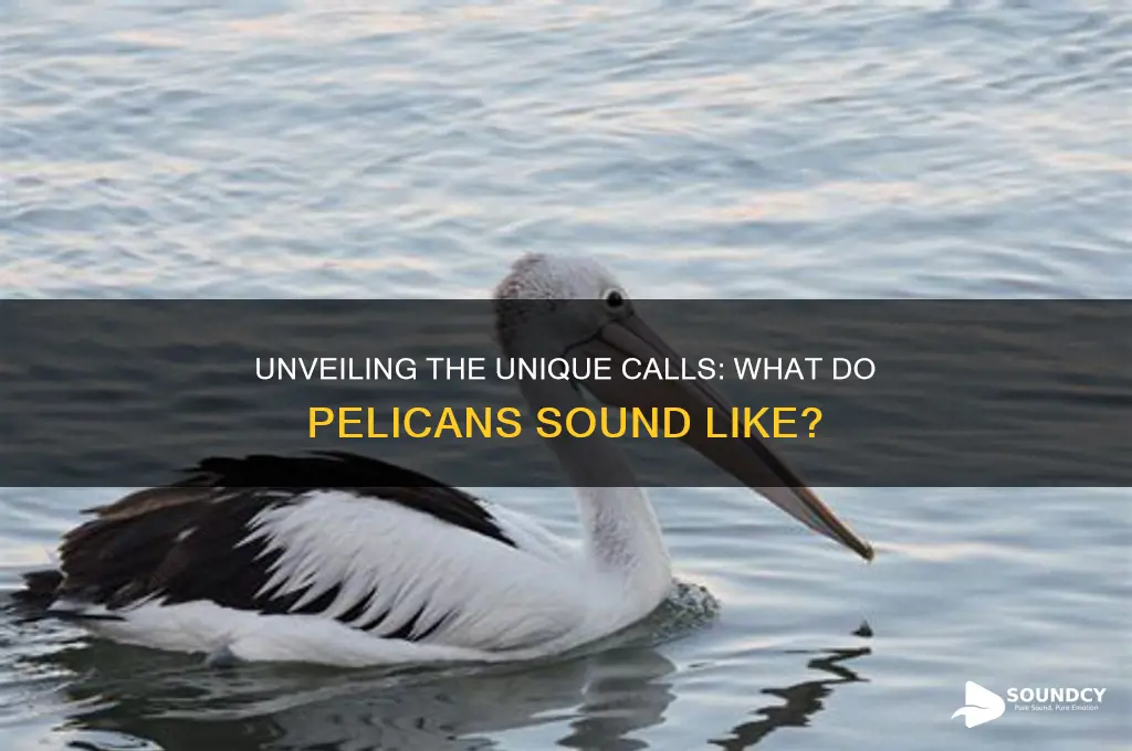 what do pelican sound like