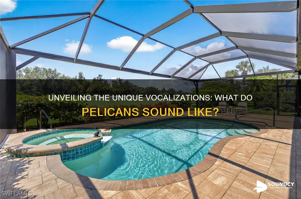 what do pelicans sound like