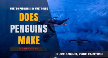 Decoding Penguin Chatter: The Unique Sounds of Our Feathered Friends