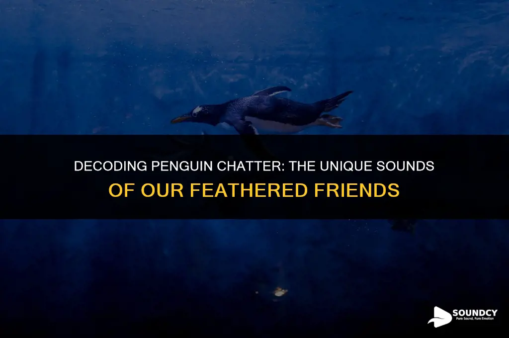 what do penguins say what sound does penguins make