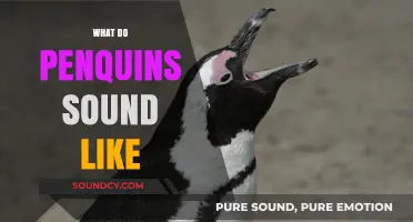 Discover the Unique Vocalizations: What Do Penguins Sound Like?