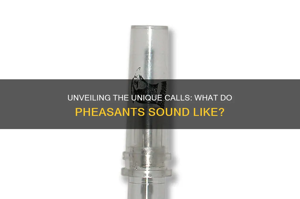 what do pheasant sound like