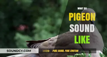 Decoding Pigeon Sounds: Understanding Their Unique Coos and Calls