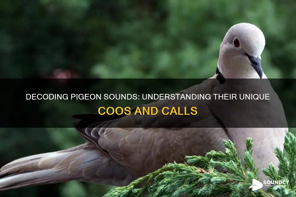 what do pigeon sound like