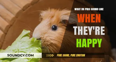 Exploring the Joyful Squeaks and Grunts of Happy Pigs