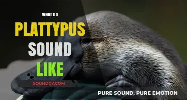 Unveiling the Unique Vocalizations: What Do Platypuses Sound Like?