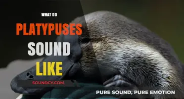 Unveiling the Unique Vocalizations: What Do Platypuses Sound Like?