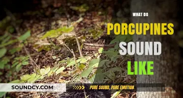 Unveiling the Surprising Sounds of Porcupines: A Vocal Exploration