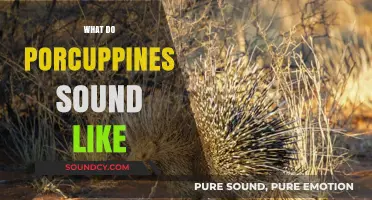 Unveiling the Unique Sounds of Porcupines: A Surprising Auditory Experience