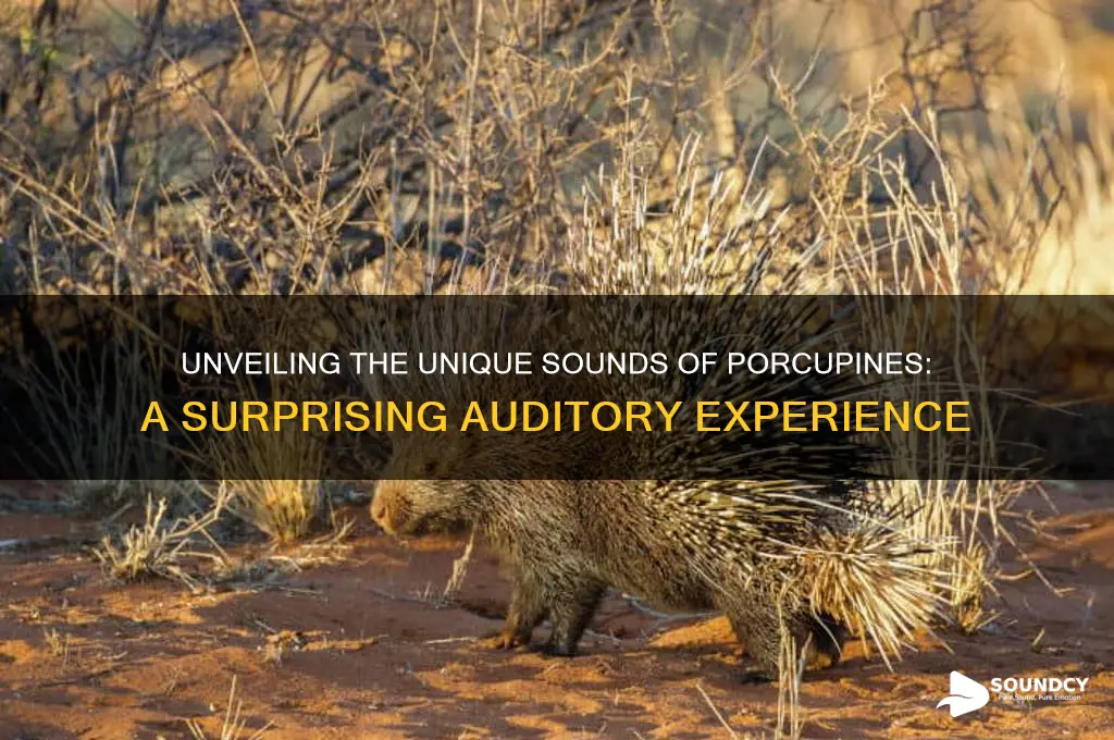what do porcuppines sound like