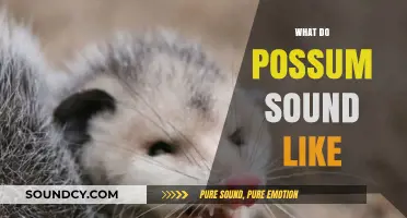 Unveiling the Mysterious Noises: What Do Possums Sound Like?