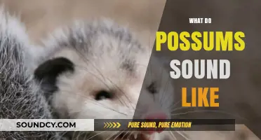 Unveiling the Mysterious Noises: What Do Possums Sound Like?
