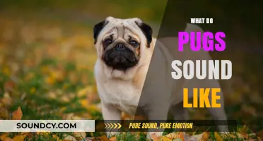 Unveiling the Unique Sounds of Pugs: From Snorts to Wheezes