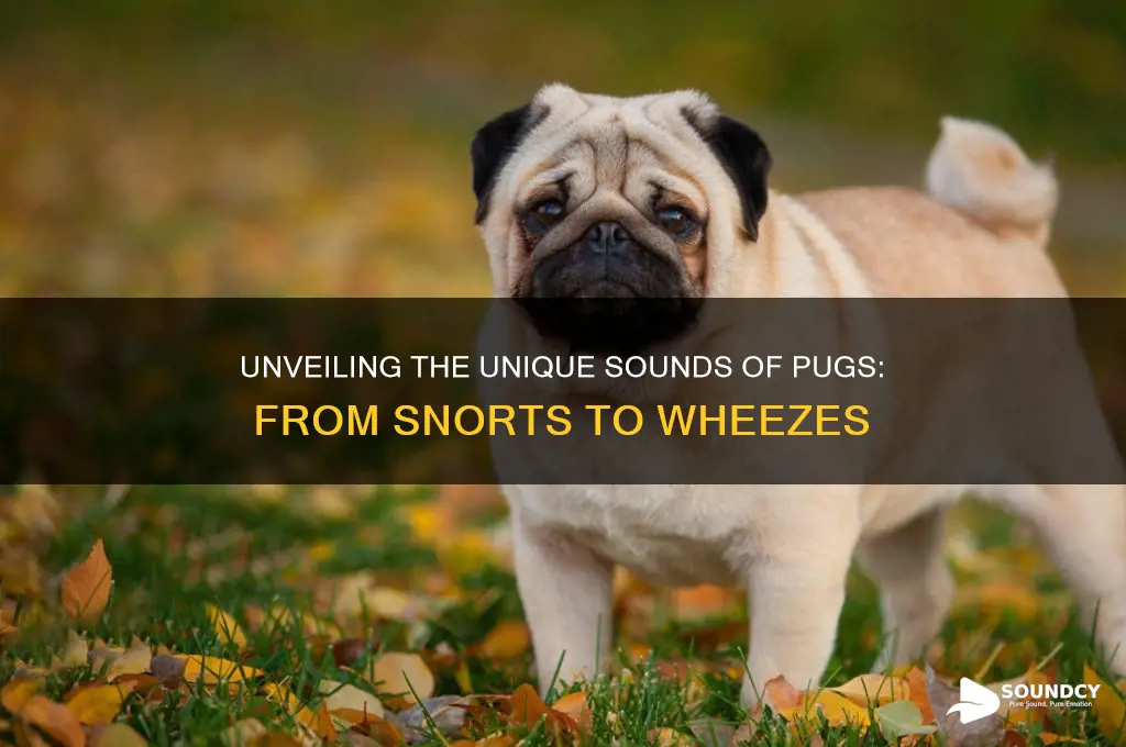 what do pugs sound like
