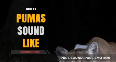 Unveiling the Mysterious Vocalizations: What Do Pumas Sound Like?