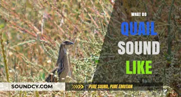 Discover the Unique Calls and Sounds of Quails in Nature