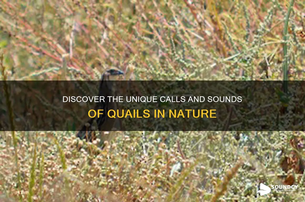 what do quail sound like