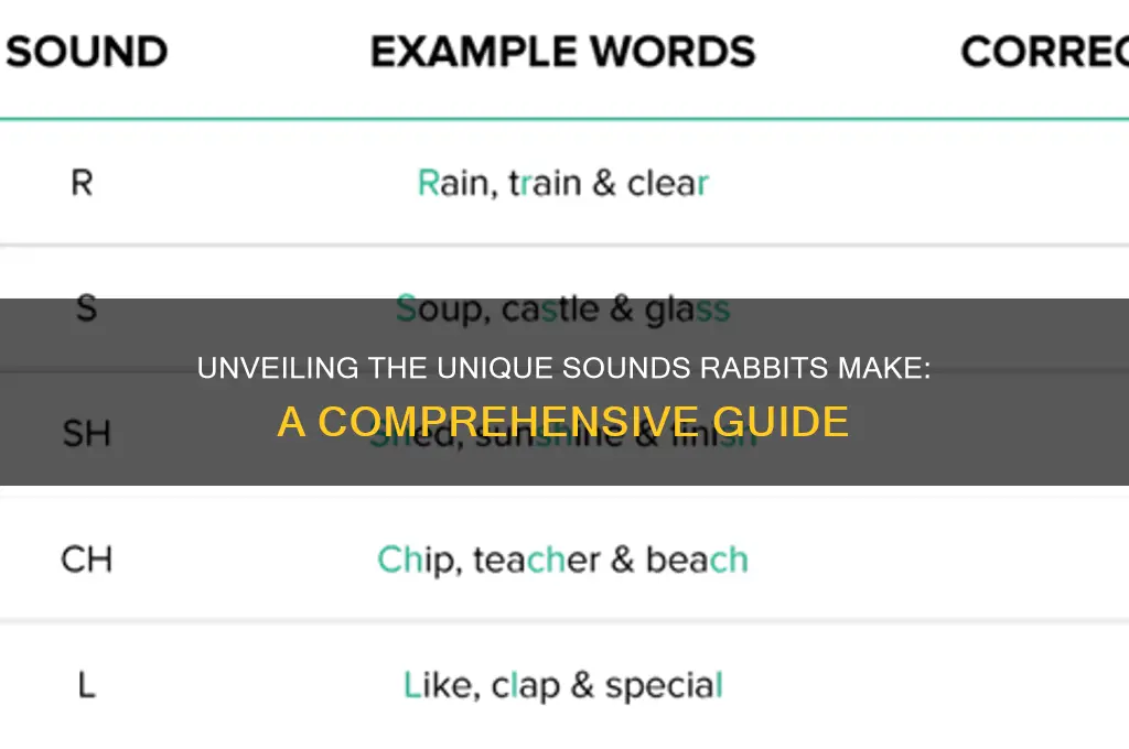 what do rabbit sound like