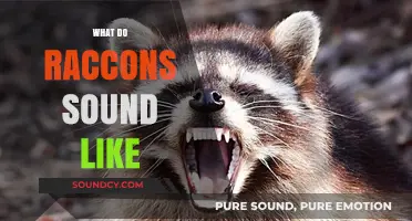 Unveiling the Unique Vocalizations: What Do Raccoons Sound Like?