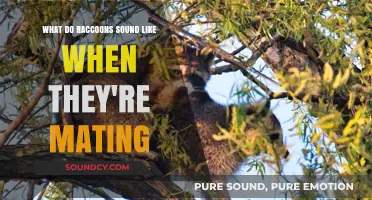 The Surprising Sounds of Raccoon Mating: A Wildlife Expert's Guide