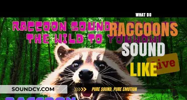 Unveiling the Unique Vocalizations: What Sounds Do Raccoons Make?