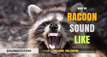 Unveiling the Unique Vocalizations: What Do Raccoons Sound Like?