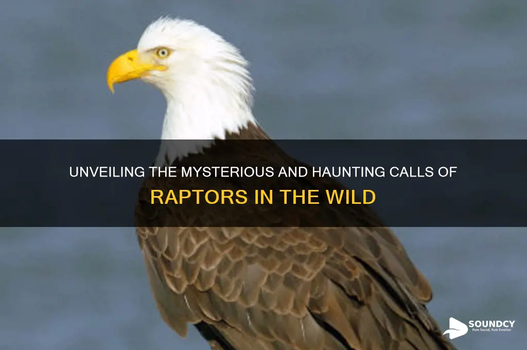 what do raptors sound like