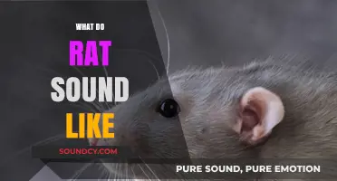 Unveiling the Mystery: What Sounds Do Rats Make and Why?
