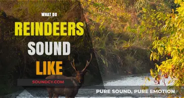 Unveiling the Unique Vocalizations: What Do Reindeers Sound Like?