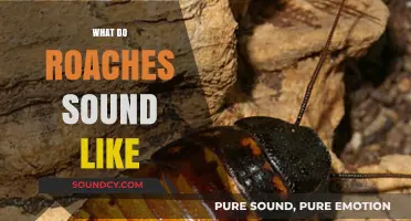 Unveiling the Noises: What Do Roaches Sound Like in Your Home?