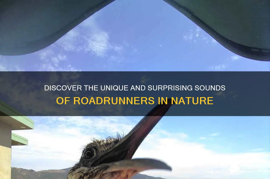 what do roadrunners sound like