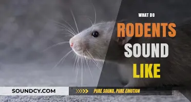Unveiling the Unique Noises: What Do Rodents Sound Like?