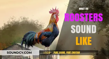 Exploring the Distinctive Crowing Sounds of Roosters at Dawn