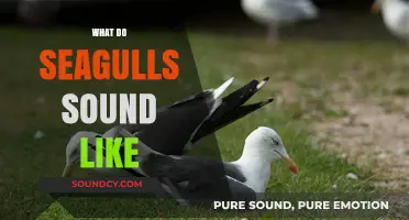 Unraveling the Unique Vocalizations: What Do Seagulls Sound Like?