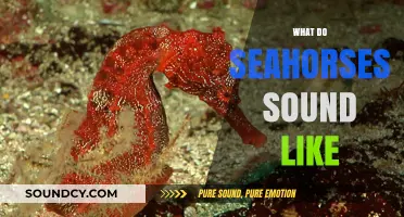 Unveiling the Mysterious Sounds of Seahorses: What Do They Really Sound Like?