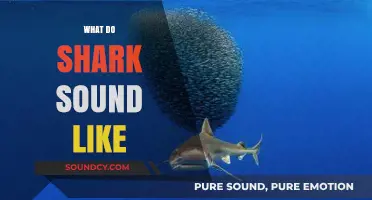 Unveiling the Mysterious Underwater Sounds of Sharks: What Do They Sound Like?