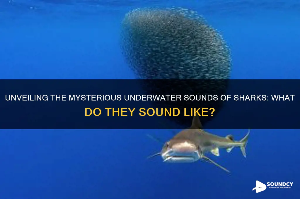 what do shark sound like