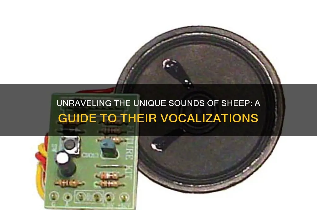 what do sheeps sound like
