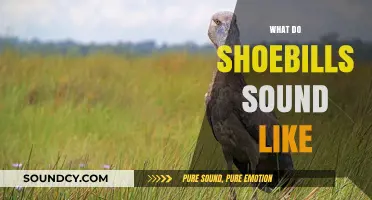 Unveiling the Unique Vocalizations of the Mysterious Shoebill Bird