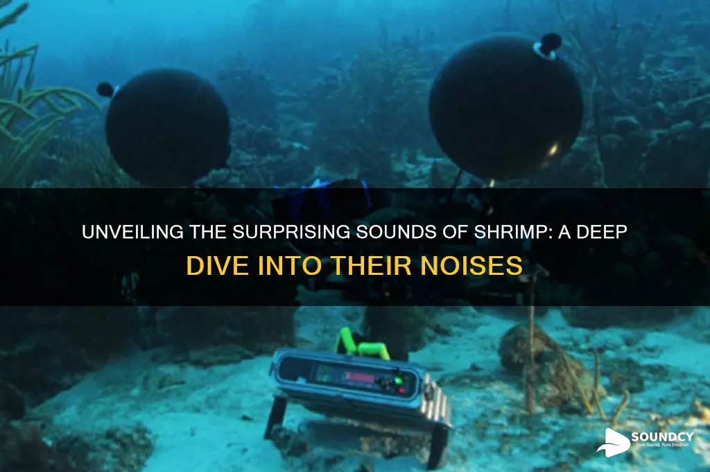 what do shrimp sound like