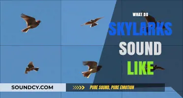 Discover the Enchanting Melodies: What Do Skylarks Sound Like?