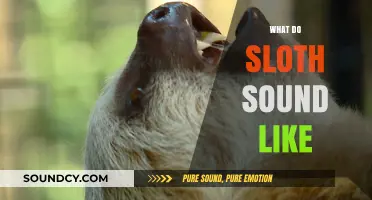 Unveiling the Mysterious and Surprising Sounds of Sloths in the Wild