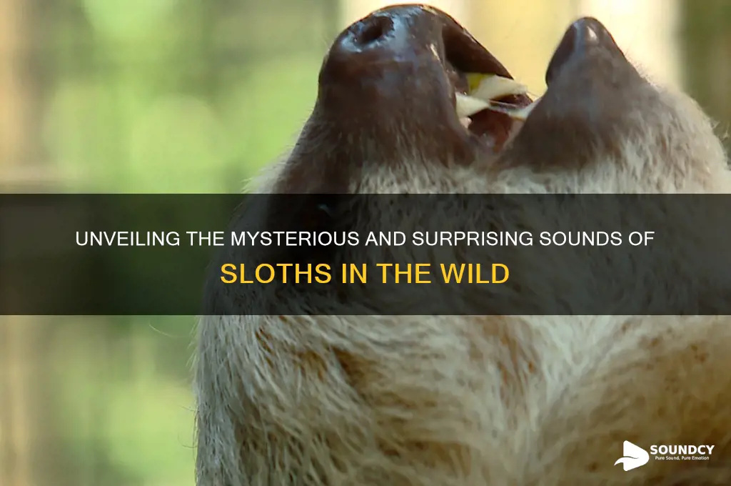 what do sloth sound like