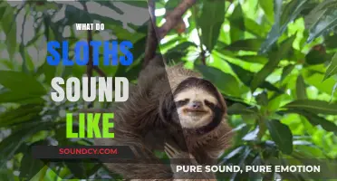 Unveiling the Mysterious and Surprising Sounds of Sloths in Nature