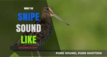 Discover the Unique Calls and Sounds of the Elusive Snipe