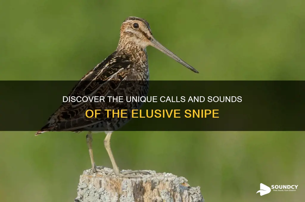 what do snipe sound like