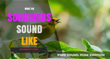 Exploring the Enchanting Melodies: What Do Songbirds Sound Like?