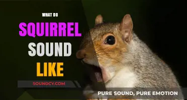Uncovering the Unique Sounds: What Do Squirrels Sound Like?