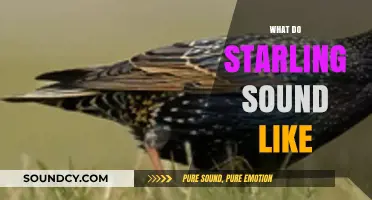 Unveiling the Unique and Captivating Sounds of Starlings in Nature