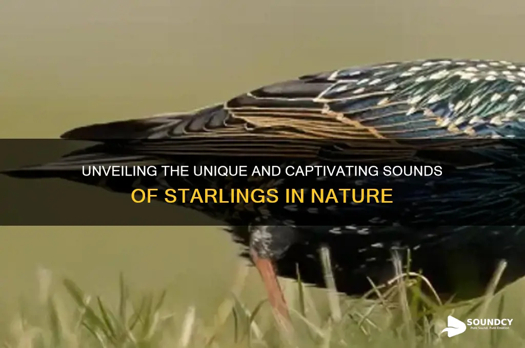 what do starling sound like